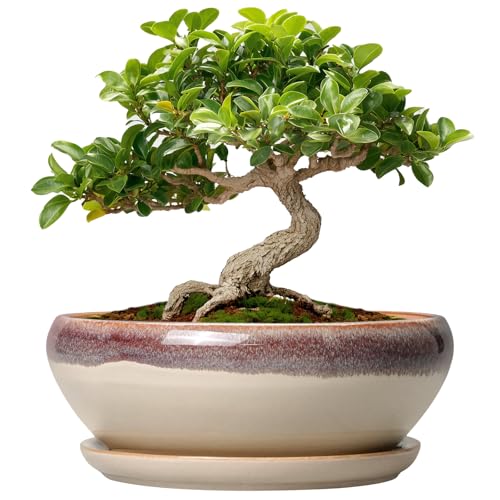 SQOWL Small Bonsai Pots - 6 Inch Ceramic Plant Pots for Succulents, Shallow Planter with Drainage Hole and Saucer, Round Planters for Indoor Outdoor Cactus Plants, House Decor, Birthday Gifts, Beige - color: Beige, size: 6 Inch