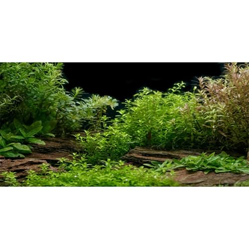 Aquarium Background Aquatic Plant Fish Tank Background Vinyl 72x24 inches - size: 72x24in/180x60cm