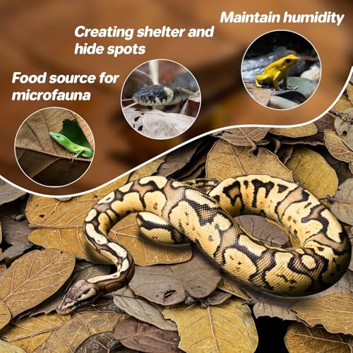 MAQIHAN 7 OZ Dry Oak Leaf Litter - Leaf Litter for Reptiles Oak Leaves for Isopods Live Substrate for Snakes, Frogs, Isopods, Terrarium Bedding | Whole Natural Oak Leaves for Terrarium, Forest Floor Habitat, Premium Enclosure Bedding for Snake, Frog, Geck