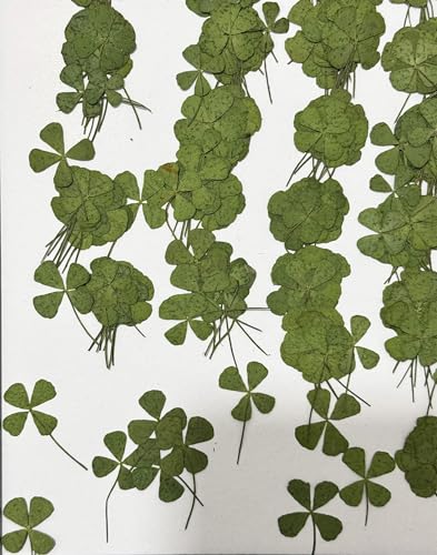 24 pcs Mini Four Leaf Clover Real Pressed Dried Flowers for Resin DIY Craft Art Floral Decors - (Size Around 1-2cm) - color: Four Leaf Clover(24pcs/Pack, 1-2cm)
