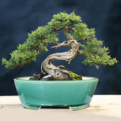 MUZHI 9” Glazed Oval Green Bonsai Planter Pot with Humidity Tray, Classic Neat Ice Crack Long Bonsai Tree Succulent Plant Pot with Saucer
