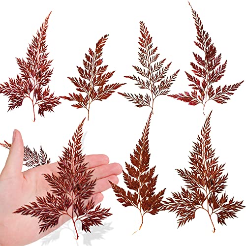 ALJ Dried Ferns Leaves, 42PCS Natural Red Pressed Ferns Leaves Real Plant Pressed Leaf for Resin Art DIY Craft Embellishment Decors, Craft Jewelry Card and Making DIY Scrapbooking - color: Fern Leaves-red