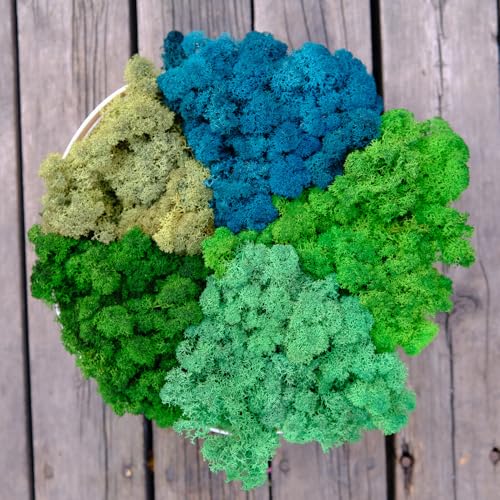 Preserved Reindeer Moss Natural Green DIY Kit Gardenning Art Wall Decor Florist Decor Easter Table Decor Wedding - color: Style-21, size: 1 lb