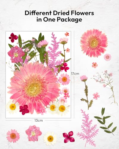 Dried Pressed Flowers, Resiners Dried Flowers for Candle Making Real Natural Pressed Flowers Dry Leaves Kit for DIY Crafts Resin Soap Scrapbook Card Making Jewelry (Gerbera Daisy 100pcs) - color: Bold Gerbera 100pcs