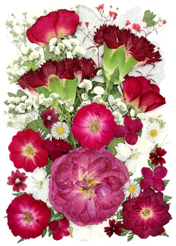 16 Types Dried Pressed Flowers for Crafts, Red Real Roses and Carnations for Mothers Day Card, Cake Topper, Glass Fame Decors, Scrapbooking Supplies(Crimson) - color: Crimson