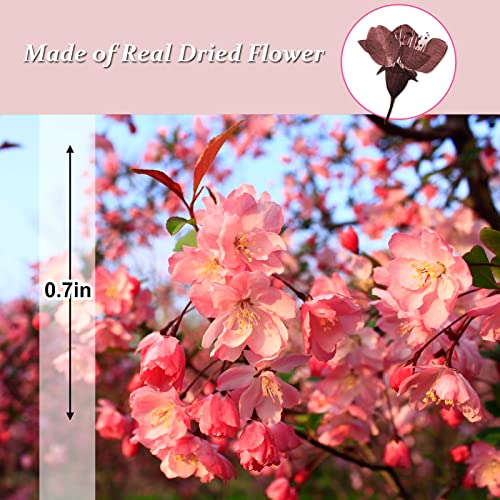 Pressed Dried Cherry Flowers, 60PCS Purple Red Natural Real Dried Pressed Cherry Blossom Flowers, Dry Flowers for Resin DIY Ornament Crafts Candle Making - color: Cherry Flowers-purple Red(side Pressure)
