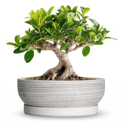 Ceramic Bonsai Planter, 8 Inch Succulent Pot with Tray, Brushed Grey | Bonsai Tree Pots with Drainage Hole, Round Planter Bowl for Indoor Plants, Cactus Pot, Porch Decor, Garden Gifts Women - color: Brushed Grey, size: 8 Inch
