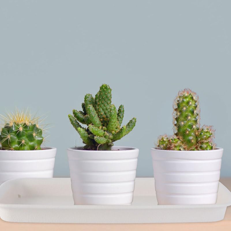 Healeved 3pcs Plastic Flowerpot Trays Rectangular Plant Saucer Elegant Square Plant Water Plate Bonsai Water Trays - size: 31.00X10.50X2.80CM