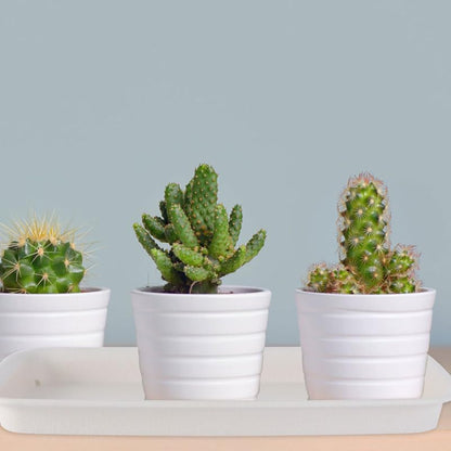 Healeved 3pcs Plastic Flowerpot Trays Rectangular Plant Saucer Elegant Square Plant Water Plate Bonsai Water Trays - size: 31.00X10.50X2.80CM