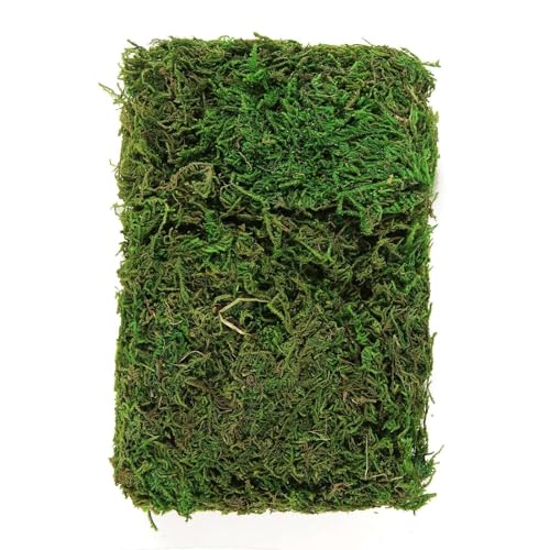 Efavormart 50g Bag Preserved Green Reindeer Moss, Soft Natural Decorative Moss for Terrariums, Fairy Gardens and Potted Plant Soil Cover
