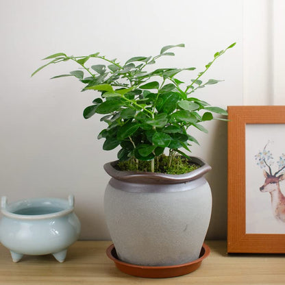 2 Pack of 10 inch Plant Saucer, Bird Bath Bowl 10 inch, Plant Tray for Pots, Plant Saucers for Indoors, Plant Trays for Planter 8"/9"/10" (10 inch, Terracotta) - size: 10" (2 pack)
