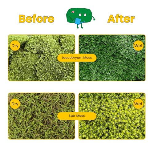 DIY Moss Terrarium Kit, 4 * 4 * 4 inch Acrylic Cube Mini Garden with Live Star Moss, Soil, Endless Love-Craft Kit for Adults and Teens, Relaxing Desk Decor & Unique Gift for Home or Office