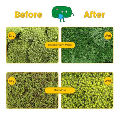 DIY Moss Terrarium Kit, 4 * 4 * 4 inch Acrylic Cube Mini Garden with Live Star Moss, Soil, Endless Love-Craft Kit for Adults and Teens, Relaxing Desk Decor & Unique Gift for Home or Office