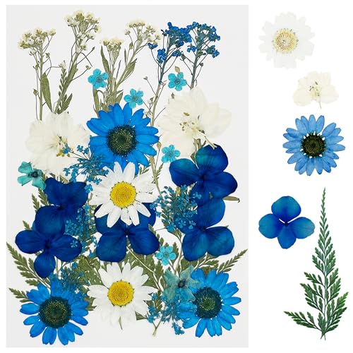 Cayway 35 PCS Natural Dried Pressed Blue Flowers for Crafting - color: Blue-35