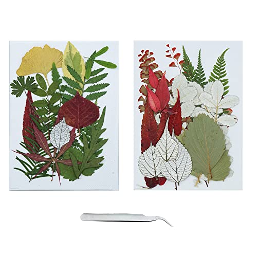 Cayway 36 Pcs Natural Dried Pressed Leaves Assorted Real Dry Leaves with Tweezers for Pressed Leaf Art Craft DIY Embellishment Decorations - color: 2 Packs Leaves