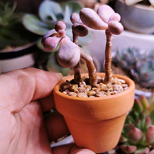 Yishang mini Terracotta Pots with Drainage Holes - 1.5 inches Tiny Clay Nursery Pots for Indoor/Outdoor Mini Plant, DIY Crafts, Wedding Favors(10 Pack)