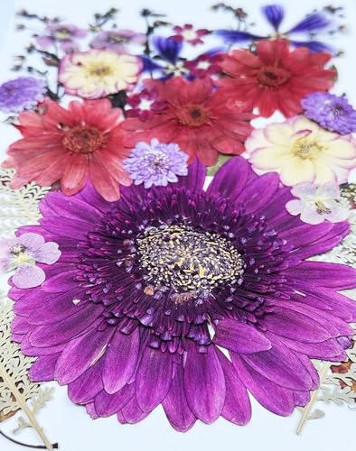 35 pcs Real Dried Pressed Flowers Natural Assorted Gerbera Jamesonii,Rose for DIY Resin Jewelry Art Floral Decors - color: Assorted Flowers Style 1(35pcs/Pack)