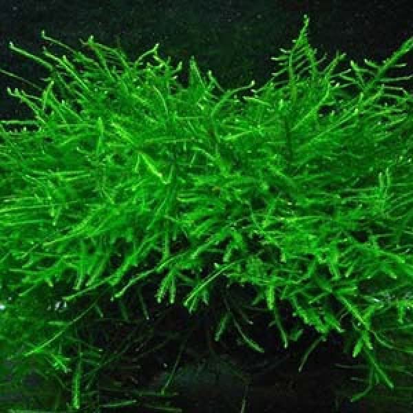 Moss for Aquariums | Live Aquatic Moss (Java Moss in 4 oz Cup, 1) - style: Java Moss in 4 oz cup