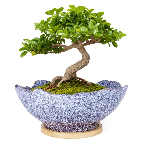 ARTKETTY Bonsai Pots - 9.06'' Ceramic Pots for Indoor Plants, Large Succulent Pots with Drainage Bamboo Tray, Unique Bonsai Tree Planters Round Cactus Flower Plant Container Bowl Home Office Decor - color: Purple