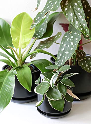 LE TAUCI Ceramic Plant Pots, 4.3+5.3+6.8 inch, Set of 3, Planters with Drainage Hole and Saucer, Indoor Flower Pot with Hole Mesh Pad, Gifts for Mom, Black - color: Black