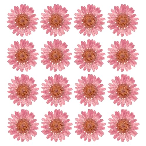 PATIKIL 48 Pcs Dried Pressed Flower Natural Dried Daisy Flower for DIY Art Crafts House Decoration Nails Decoration,Cherry Blossom Pink - color: Cherry Blossom Pink