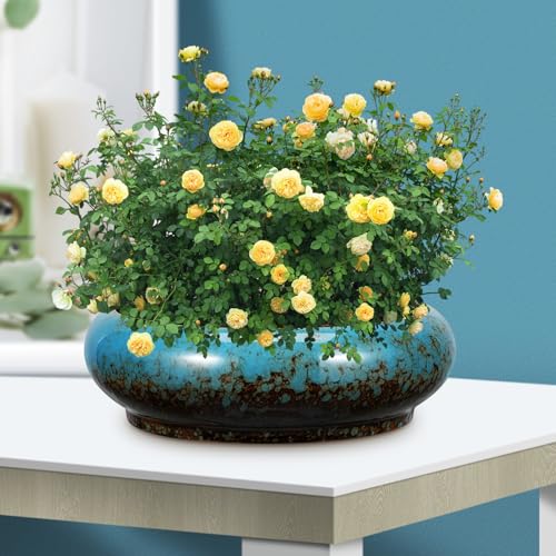 Toddmomy Lotus Flower Bowl Planter 6.88 Inch Round Shallow Ceramic Pot with Drainage Hole for Succulents Cacti Bonsai Indoor Plants Home Office Decor - size: 1pc