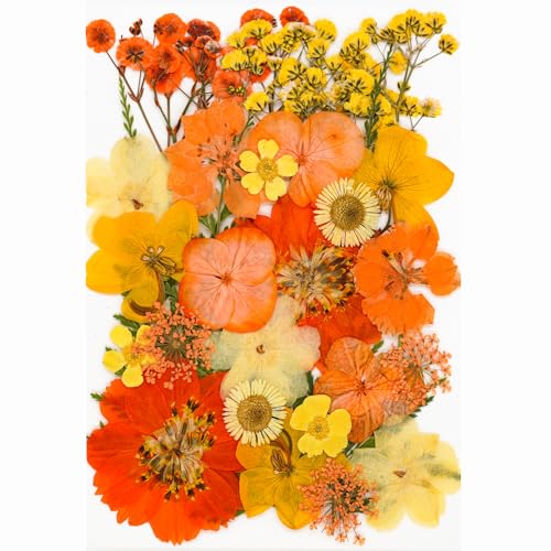 30Pcs Dried Pressed Flowers for Resin DIY Art Crafts Natural Dry Leaves Daisy Epoxy Jewelry Real Rose Flower Decor Cakes Bookmarks Phone Cases Candles Handmade Soap Orange - color: Orange