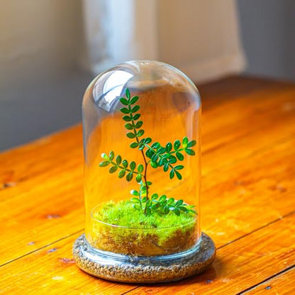 NCYP Glass Cloche Dome with Air Hole and Base, 5.9 x 5.9 x 8.2 Inches - size: 5.9x5.9x8.2inches