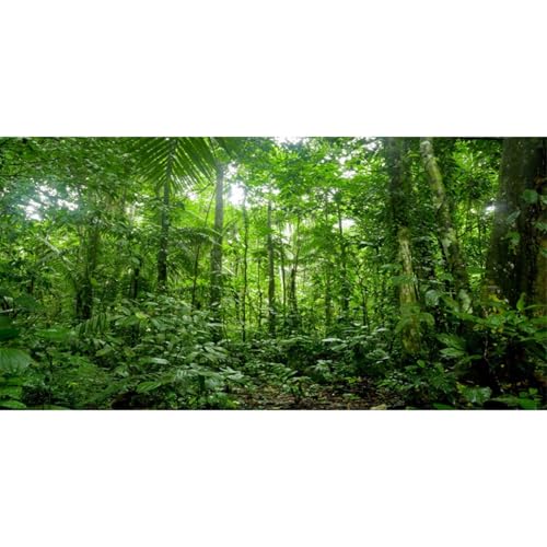 30x18 in Tropical Terrarium Backdrop Green Tree Reptile Habitat Background | AWERT Rainforest Aquarium Background - size: 30x18in/75x45cm