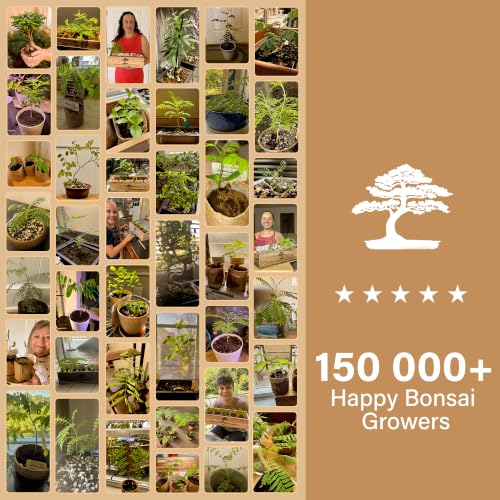 Avergo Bonsai Starter Kit – Growing Jacaranda Bonzai Tree