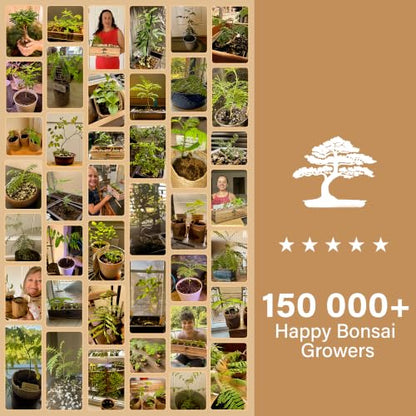 Avergo Bonsai Starter Kit – Growing Jacaranda Bonzai Tree