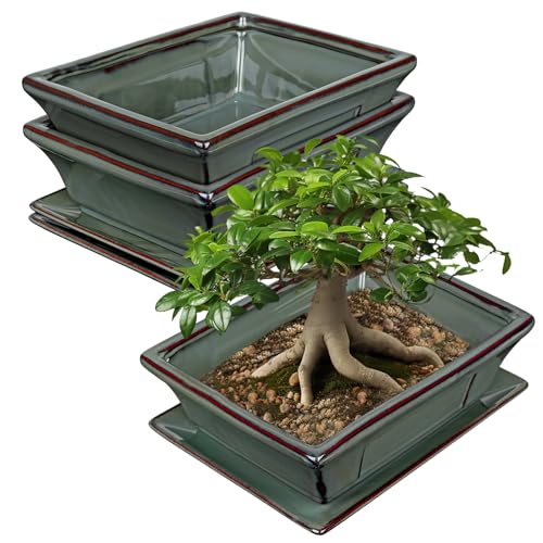 Villa Como Set of 2 Large Bonsai Pots with Drainage Tray, 10" Green Glazed | Ceramic Bonsai Tree Pots, Shallow Rectangle Bonsai Planter for Indoor Outdoor Plants, Succulents, Cactus, Home, Patio, Garden - color: Green, size: 10"x7.4"x3.1"