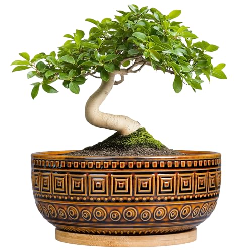 G EPGardening Bonsai Pots- 8 Inch Ceramic Succulent Planter with Drainage and Plant Saucer, Shallow Round Planter Bowl for Indoor Plants Flower, Boho Room Decor, Birthday Gifts, Brown - color: Brown