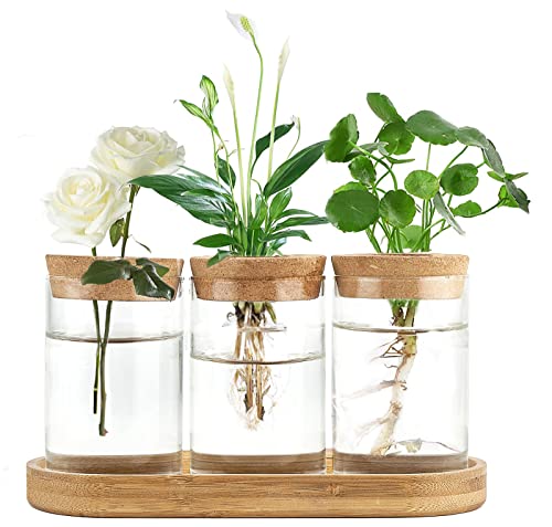 Dahey Plant Propagation Stations, 3 Pcs Glass Vases with Wooden Stand & Lid - color: Brown, Clear, size: Medium