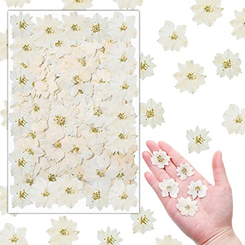 Woanger 100 Pcs Pressed Flowers Natural Bulk Resin Filler, White - color: White