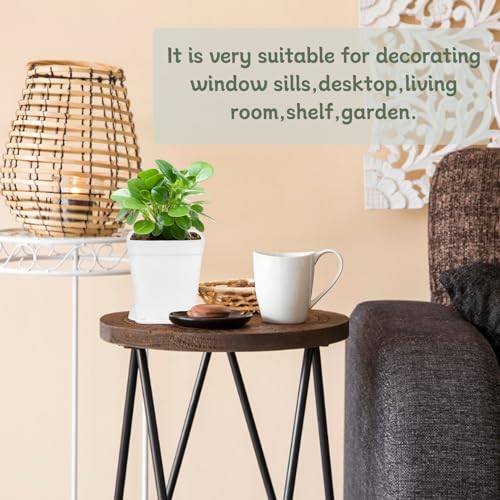 OJYUDD 72 Pcs 3 Inch White Square Plastic Pots with Saucer,White Plastic Plant Seedling Pots,Seedling Nursery Pots Indoor Outdoor for Succulents/Plant,Garden,Office and Balcony Decor - size: 72 Pack White