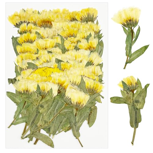 Cayway Natural Dried Pressed Flowers, Natural Dry Flowers Leaves for Art Crafts Resin, Scrapbooking Candles Soap Making DIY, 60 PCS Chrysanthemum - color: Yellow-green