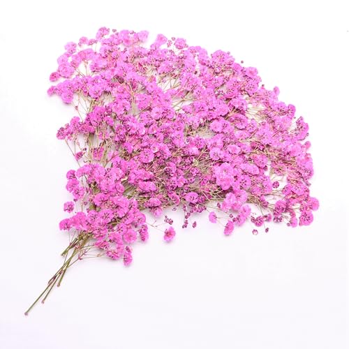 Fuchsia 70 Pcs Small Dried Babys Breath Flowers for Resin ,Real Dried Babys Breath Pressed Flower for Wedding Invitations Wax Seals ,Dry Flat Baby's Breath Flower with 2 Tweezers. - color: Fuchsia