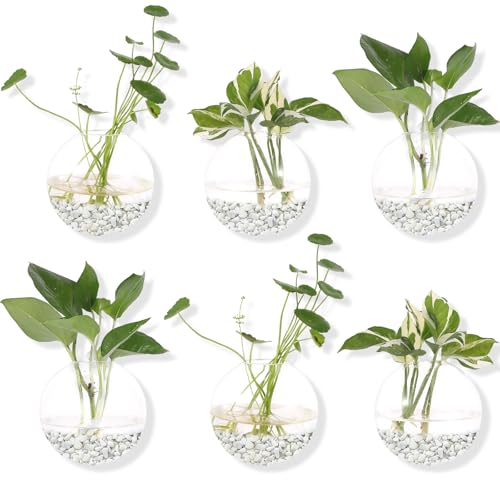Propagation Wall Hanging 6 Pack Round Glass Wall Planter Plant Holder Vase