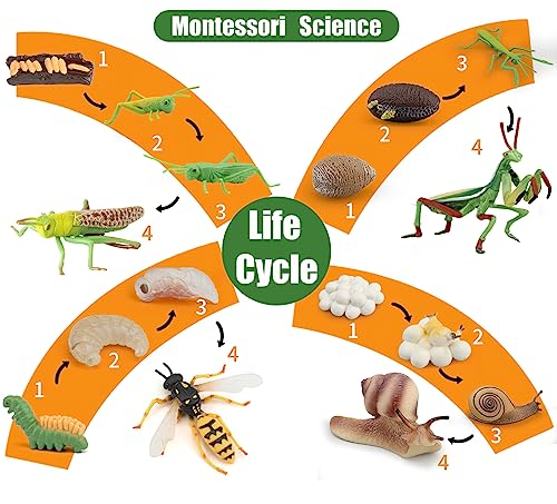 Montessori Life Cycle Animal Plastic Insect Figurines Learning & Education Toys for Kids, Preschool Activities (Dragonfly Mantis Cicada Bumblebee) - color: Dragonfly Mantis Cicada Bumblebee