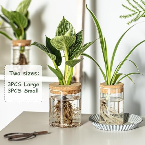 Glass Plant Propagation Station Set – Water Planting Glass Vase for Herb Cuttings,Succulent Water Rooting–Desktop Planter Jars for Home,Office,Living Room,Bedroom Decor(6PCS)