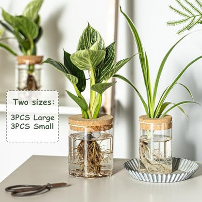 Glass Plant Propagation Station Set – Water Planting Glass Vase for Herb Cuttings,Succulent Water Rooting–Desktop Planter Jars for Home,Office,Living Room,Bedroom Decor(6PCS)