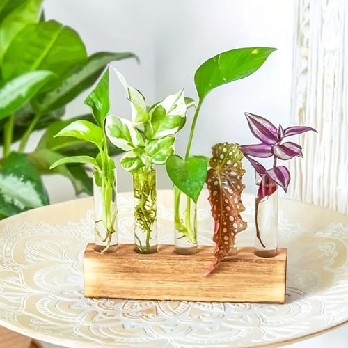 Plant Propagation Station with Wooden Frame Glass Containers, Hydroponic Flower Pots, Perfect As a Birthday Gardening Gift for Women, Mothers, and Plant Enthusiasts