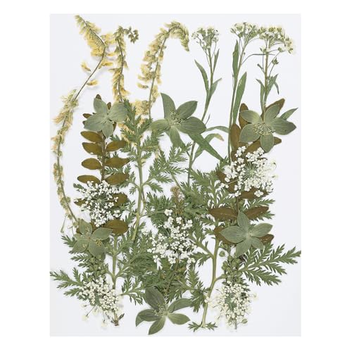 PATIKIL Dried Pressed Flowers, Natural Dried Flower Leave Real Pressed Flowers for DIY Art Crafts Resin Mold Scrapbooking, Green Series