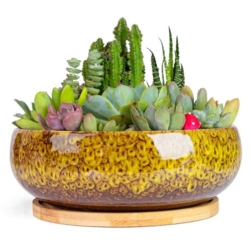 Succulent Pots with Drainage, 7.5 Inch Ceramic Bonsai Pots with Tray - color: Yellow