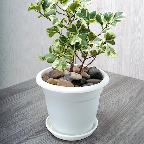 20lbs Aquarium Rocks, 5/8" Natural River Rocks for Plants | Decorative Polished Mixed Pebbles for Fish Tank, Landscaping, Gardening, Flower Pots, Vase Fillers, Indoor Water Fountains - size: 5/8 Inch