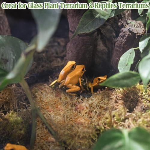 Sphagnum Moss for Reptiles, 1.1 lb Natural Terrarium Substrate Bedding | Long-fibered Sphagnum Moss for Reptile, Holds Humidity for Bearded Dragons, Geckos, Snakes, Turtles, and Hermit Crabs - size: 1.1 LB