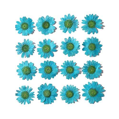 50pcs Natural Dried Daisy Flower, Vacuum Packaging, Pressed Flower for House Decoration, Jewelry Making, Phone case Decoration (Lake Blue) - color: Lake Blue