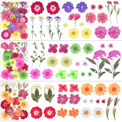 190Pcs Dried Pressed Flowers for Craft,Xinxinran Dry Flower Kit for Resin - color: Bright Color