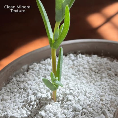 Crystal Grain Succulent & Cactus Soilless Growing Medium, Fine Grain for Small Pots, Semi-Permanent, 100% Inorganic & Odorless, Visible Watering Indicator, Patented Japanese Tech, 3L (Resealable Bag) - size: 3L